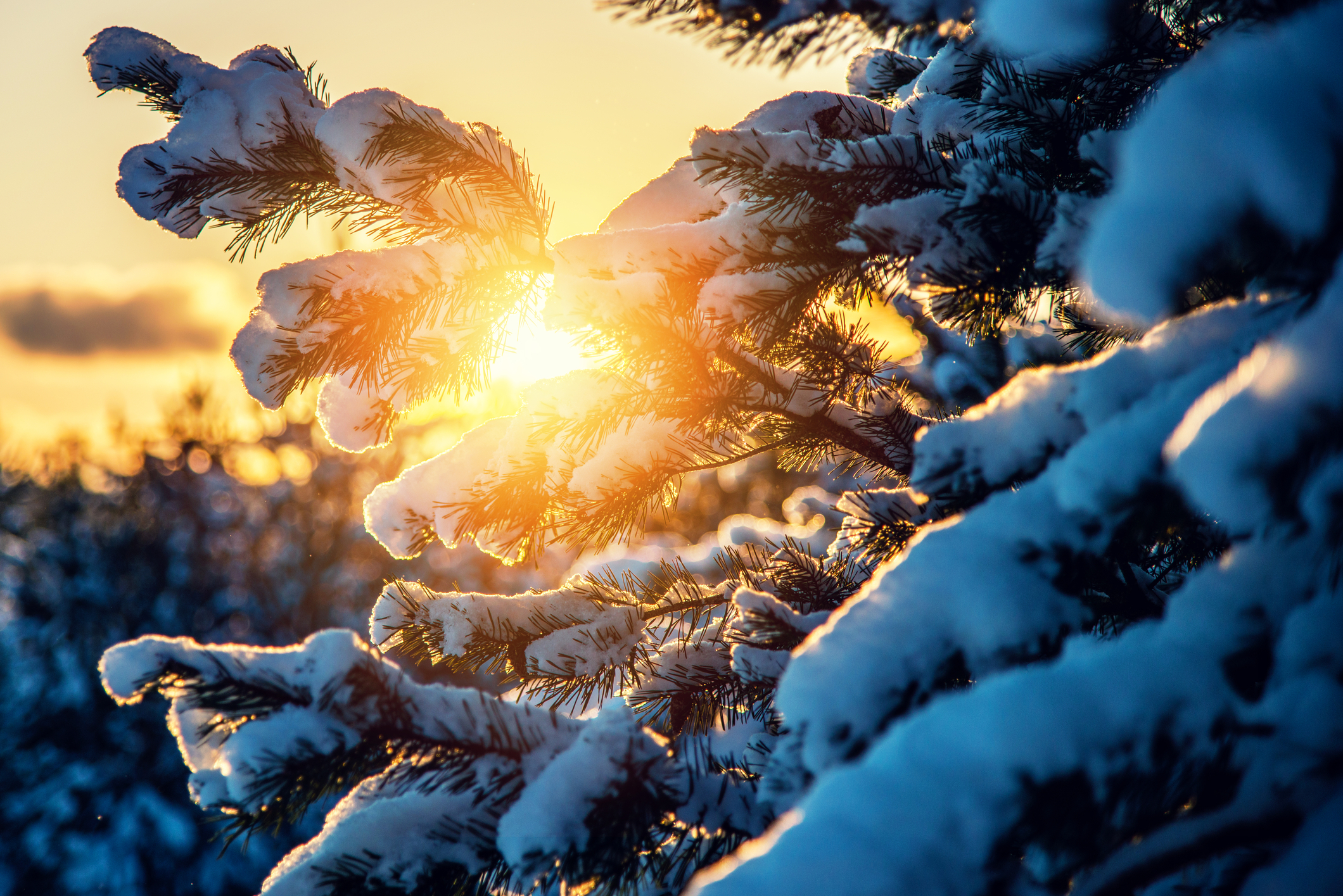 A sun shining through snow on a tree Description automatically generated